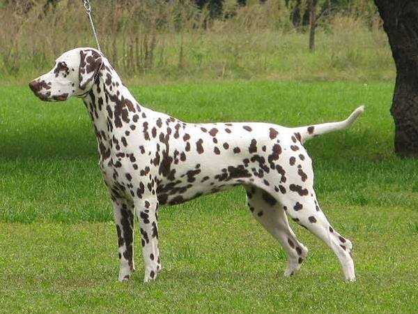 Divalinor Joy To The World | Dalmatian 