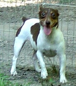 Caney Creek Copper | Rat Terrier 