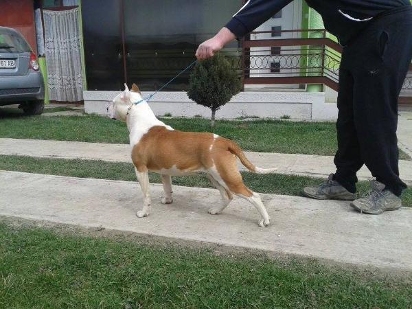 Pride of Macedonia Chelsea | American Staffordshire Terrier 