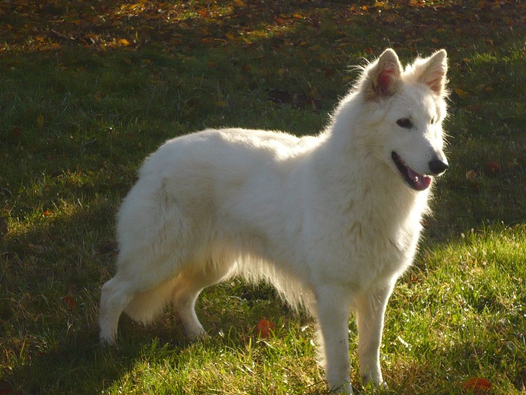 Peggy di Chiara Sorgente | White Swiss Shepherd Dog 