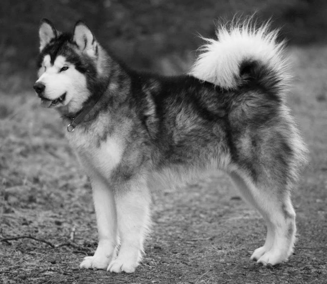 INUPIAT'S QULIT MOON | Alaskan Malamute 