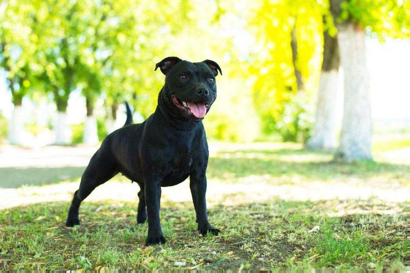 ERIDA SPARTANS PROGENY OF HERCULES | Staffordshire Bull Terrier 