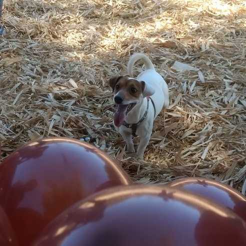 Senzalla clubduchien Dock | Jack Russell Terrier 