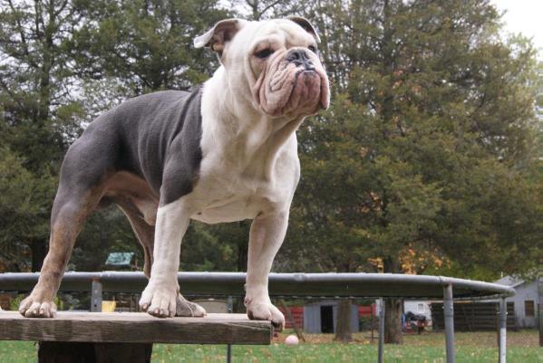 McMillan's Butch of Bulldogge Luvin | Olde English Bulldogge 