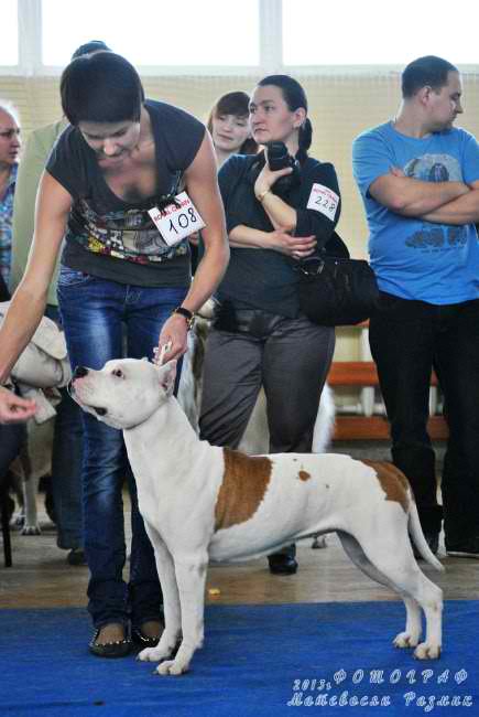 Zheltaya Rhapsody Yesenia | American Staffordshire Terrier 