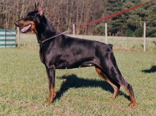 Xena v.d. Donken | Black Doberman Pinscher