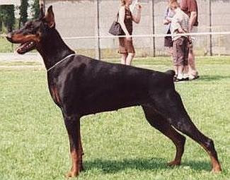 Yurka v.d. Donauhoeve | Black Doberman Pinscher