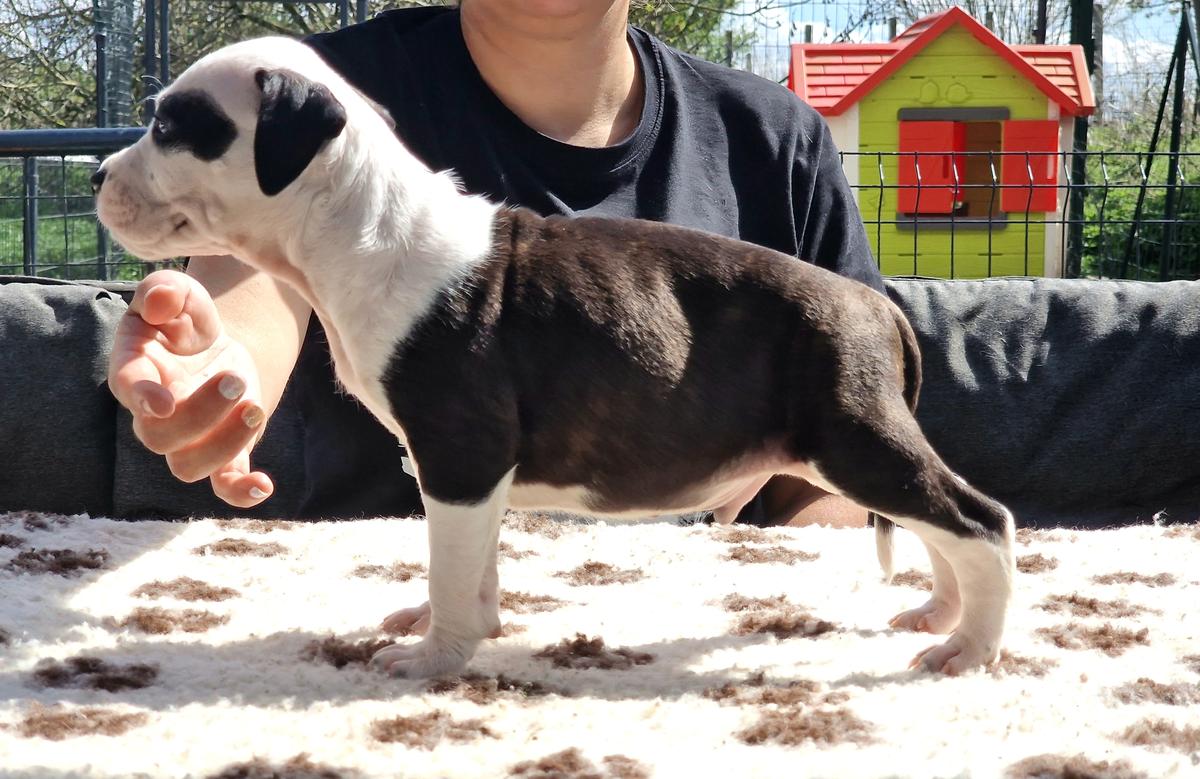 Junior du temple de gaia | American Staffordshire Terrier 