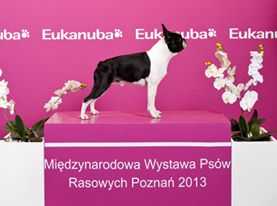 Habibi Boston Luk | Boston Terrier 