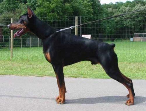 Arco v.d. Donken | Black Doberman Pinscher