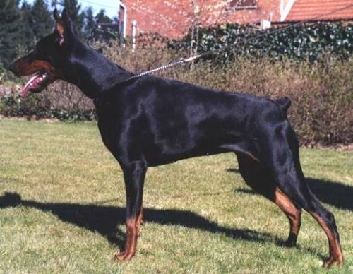 Asha v.d. Donken | Black Doberman Pinscher