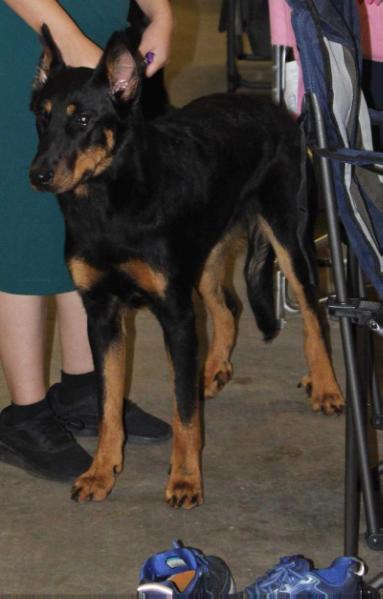 Princess Yue du Chateau Rocher | Beauceron 