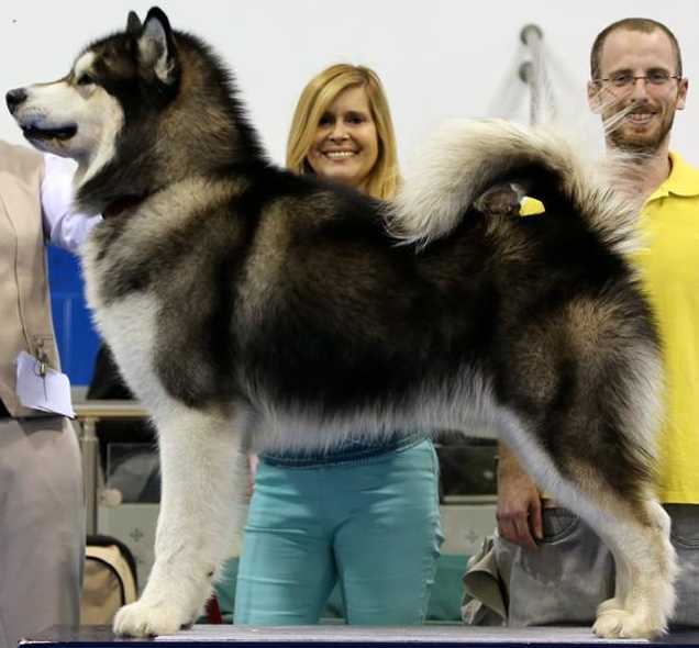 TY SPIRIT OF AYLA ALASKAN BEAUTY | Alaskan Malamute 