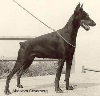 Aba v. Cesarberg | Black Doberman Pinscher