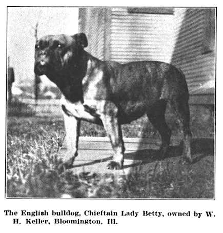 Chieftain Lady Betty | Bulldog 