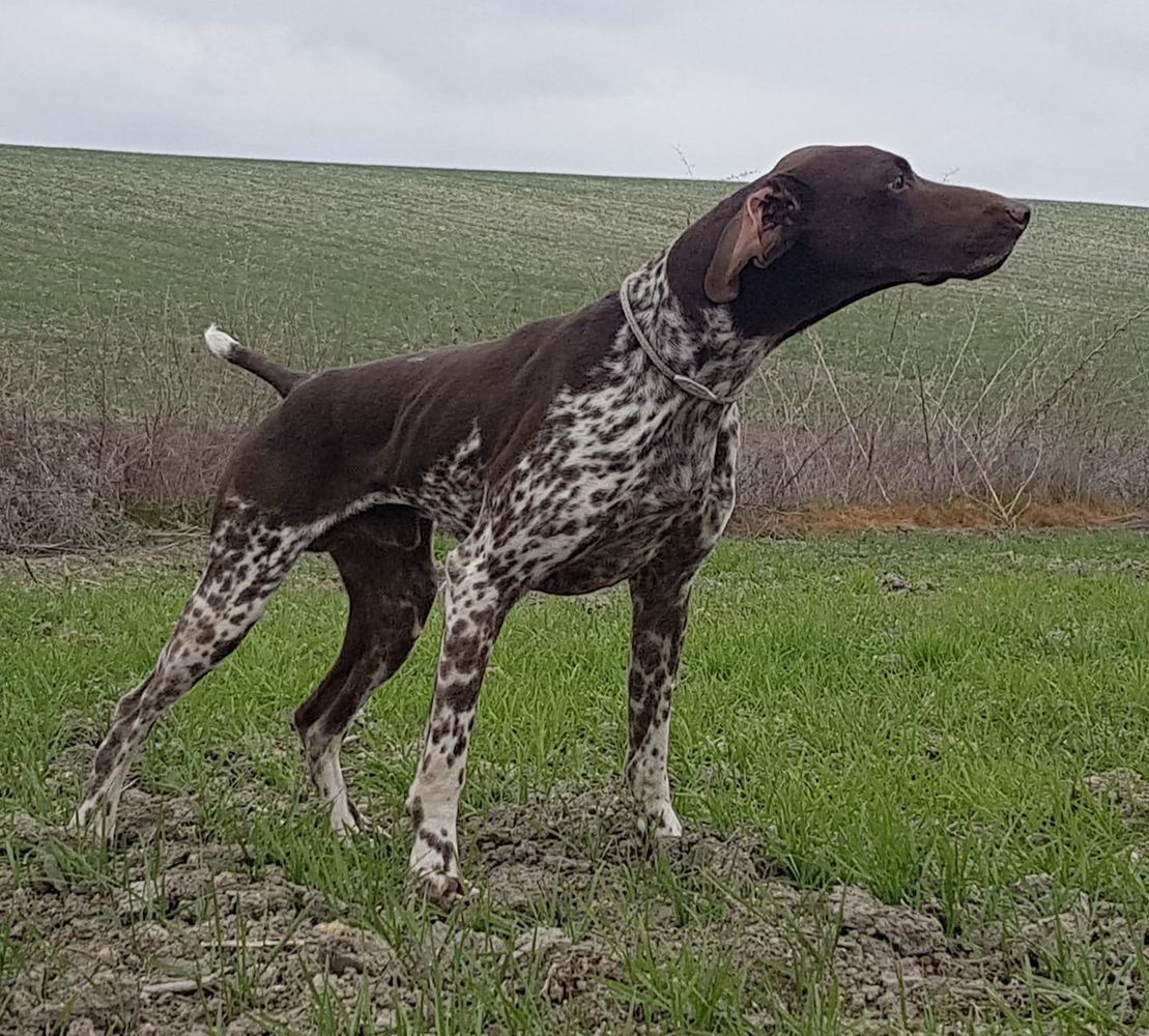 Pradellinensis Gió | German Shorthaired Pointer 