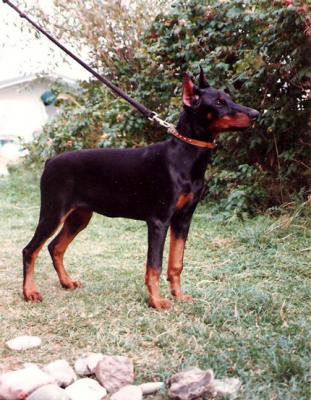 Ulka z Padoku | Black Doberman Pinscher