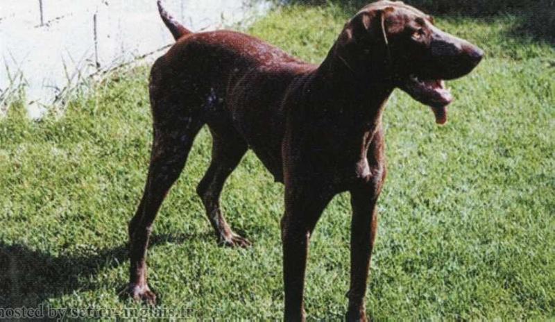 Jillia du Pavillon Noir | German Shorthaired Pointer 