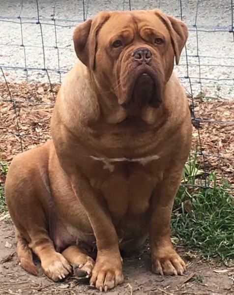 Bullmilashka Tahitian Pearl | Dogue de Bordeaux 