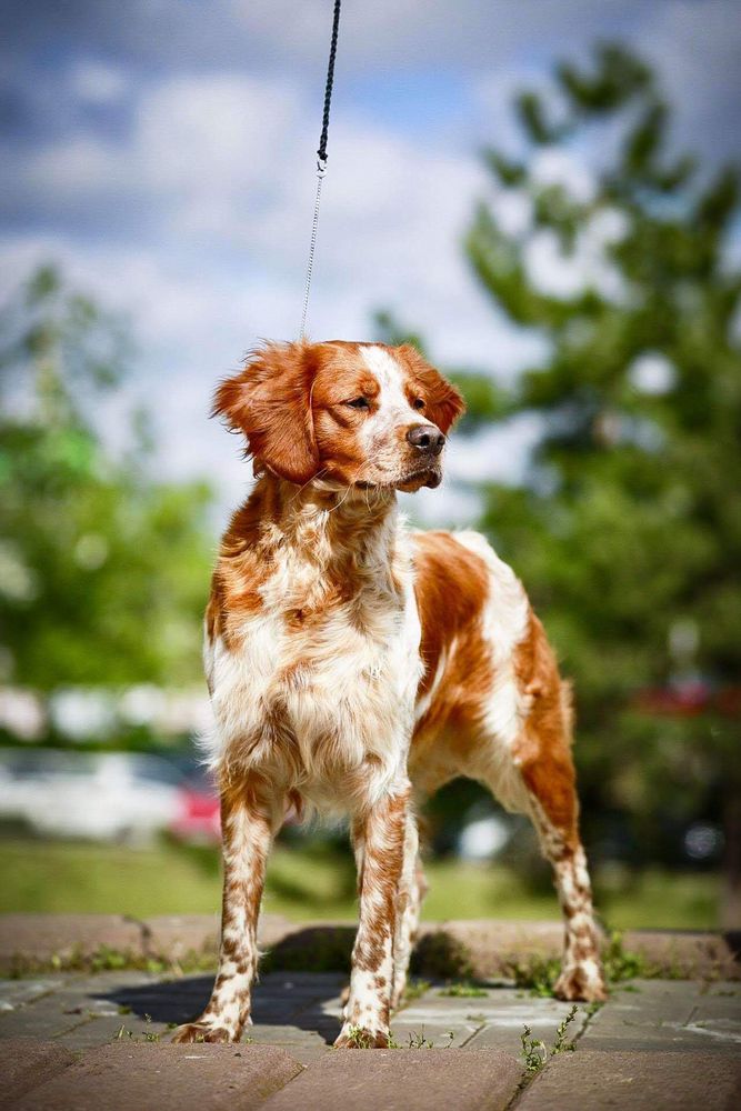 GUCCI di San Mamiliano | Brittany 