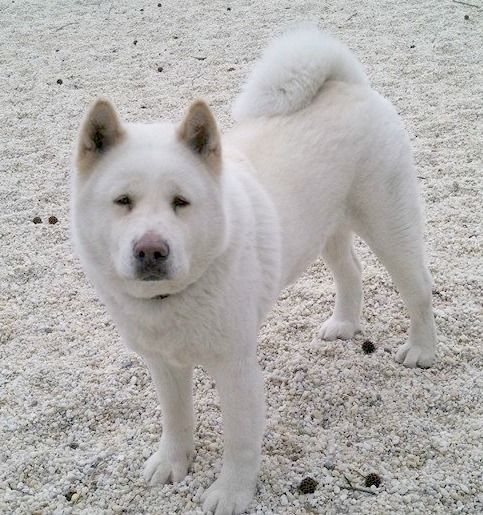 Akiko's Fluffernutter | Akita 