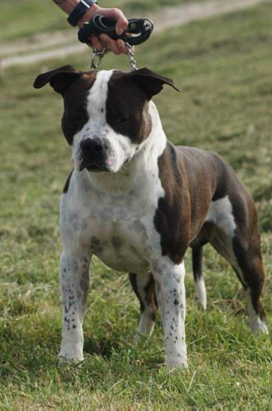 Panda of Eagle Blend | American Staffordshire Terrier 