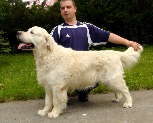 Koriander v.d. Beerse Hoeve | Golden Retriever 