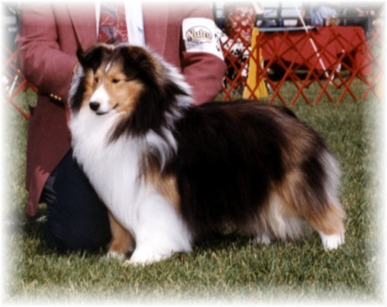 Jammin consort coronado cd | Shetland Sheepdog 