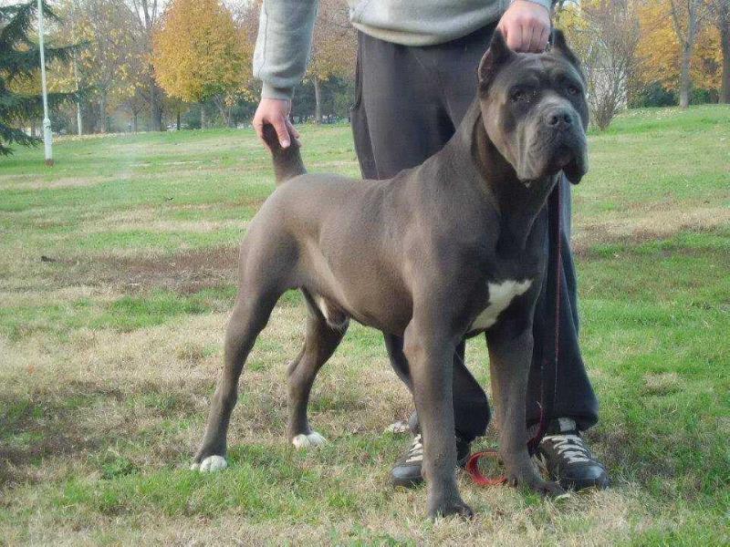 Amstel Regno di Corso | Cane Corso 