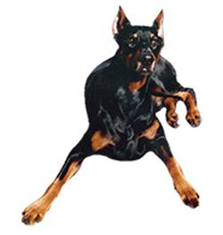 Jasco v. Fischbechi | Black Doberman Pinscher