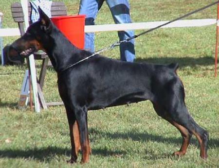 Hessi Extra Moravak | Black Doberman Pinscher