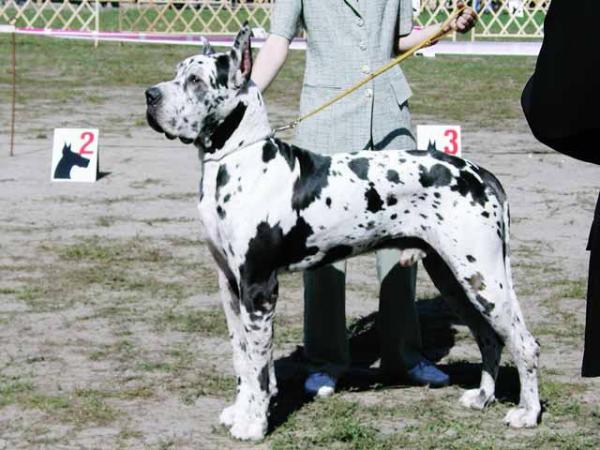 Nowornever-A della Baia Azzurra | Great Dane 