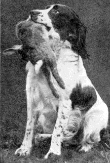 Banchory Boy | English Springer Spaniel 