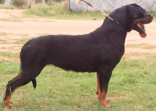 ZORRO'S BELLA | Rottweiler 