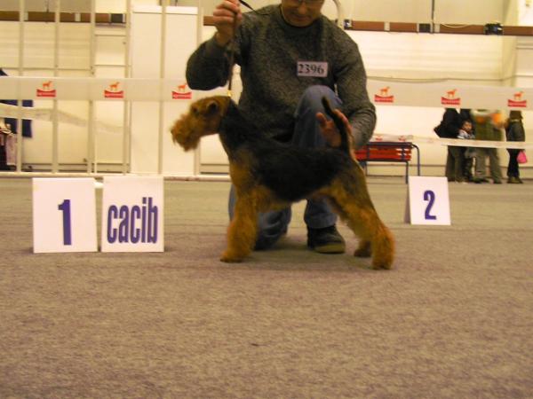 Vegus Sightly | Welsh Terrier 