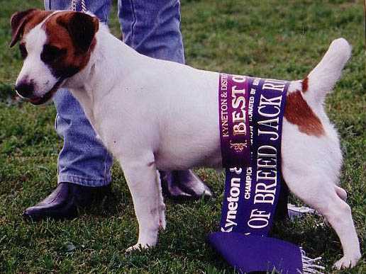 Baylock Geordie | Jack Russell Terrier 