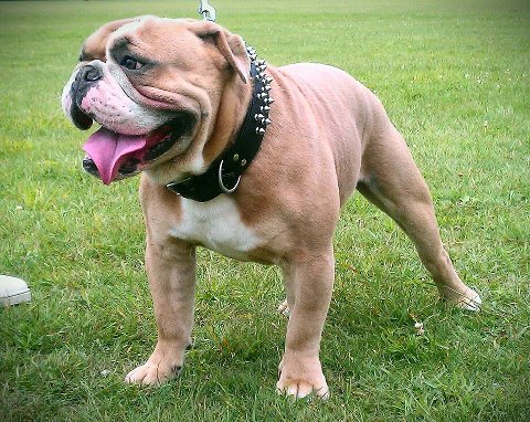 Texas Geez Ozzy of Cambulls | Olde English Bulldogge 