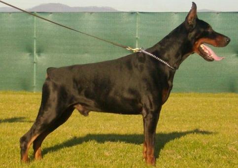 Apache v. Gini House | Black Doberman Pinscher