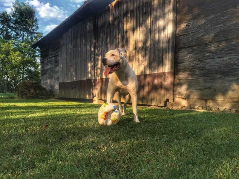 Butcher's dog Meka | American Bulldog 