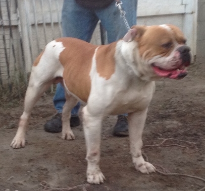 Morales Tank of Bybee | American Bulldog 