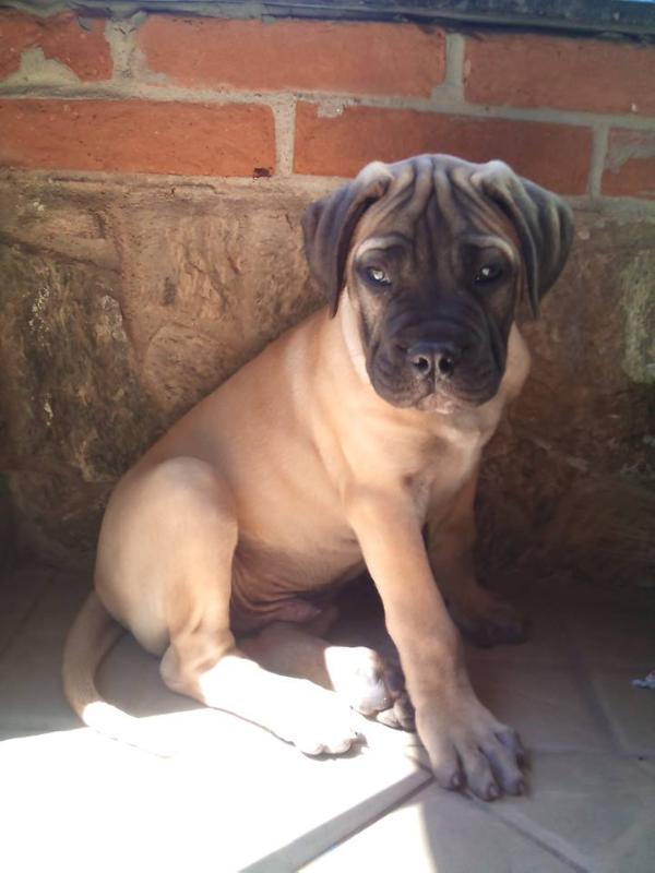 Eashik's King Henry Aka Glock | Bullmastiff 