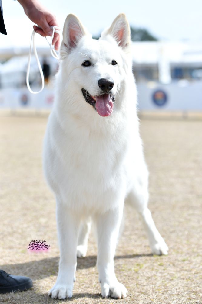 XANDY OF ANNIES JP | White Swiss Shepherd Dog 