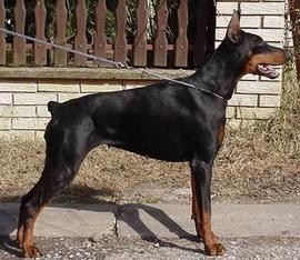 Gilda Ginga House | Black Doberman Pinscher