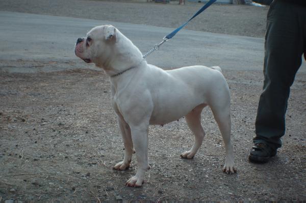 OSB's Eve of HFAB's | American Bulldog 