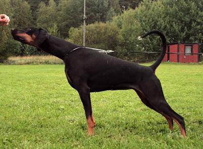 Denwest Czarina | Black Doberman Pinscher
