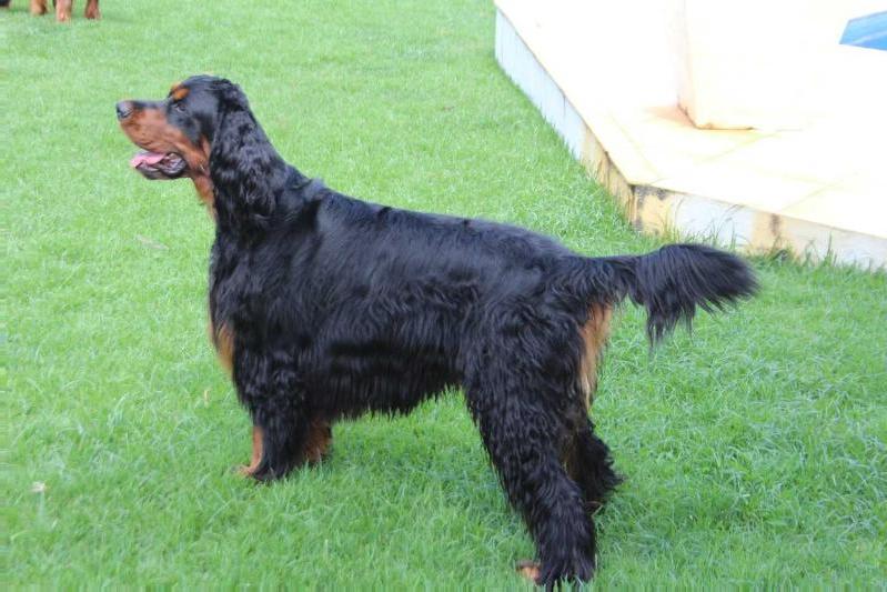 Bagheera Pássaro da Noite | Gordon Setter 