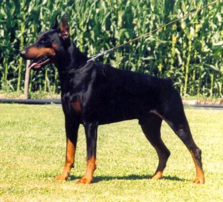 Eagle de Valley D'Aro | Black Doberman Pinscher