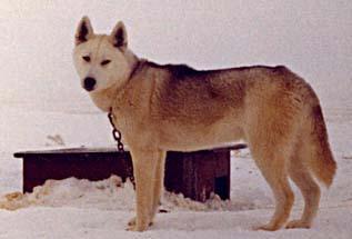 Nutok Of Markovo | Siberian Husky 