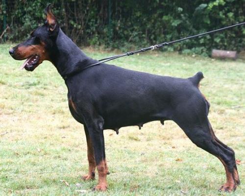 Hazy Dream de Grande Vinko | Black Doberman Pinscher