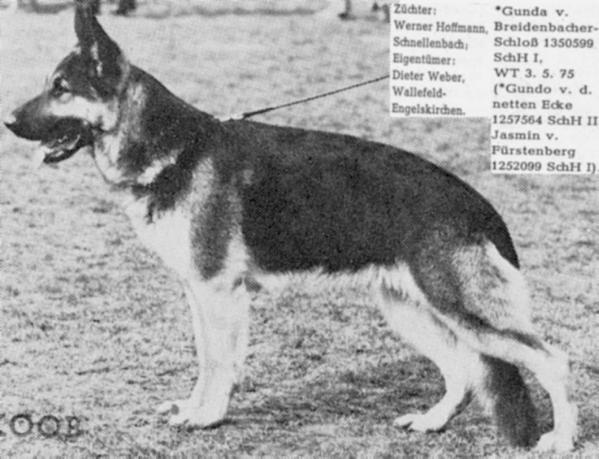 Gunda vom Breidenbacher-Schloß | German Shepherd Dog 